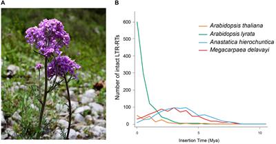 The Genome Sequence of Alpine Megacarpaea delavayi Identifies Species-Specific Whole-Genome Duplication